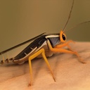 ALEAF THE NOISY CRICKET (ALNCLIQ510)