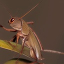 ALEAF THE NOISY CRICKET (ALNC5039_PL)