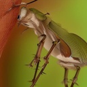 ALEAF THE NOISY CRICKET (ALNC5039_GR)